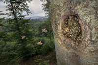 Honigbienen - gehemnisvolle Waldbewohner - Das Buch