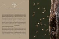 Honigbienen - gehemnisvolle Waldbewohner - Das Buch