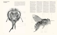 Die Verführung der Biene - Das Buch