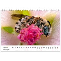 Wandkalender Bienen 2025