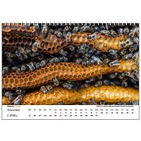 Wandkalender Bienen 2025