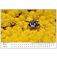 Wandkalender Bienen 2025