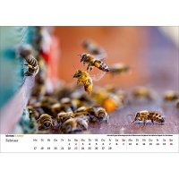 Wandkalender Bienen 2025