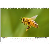 Wandkalender Bienen 2025