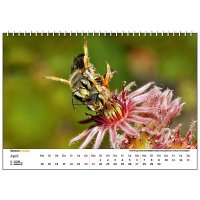 Wandkalender Bienen 2025