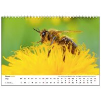 Wandkalender Bienen 2025