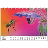 Wandkalender Bienen 2025