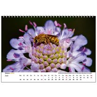 Wandkalender Bienen 2025