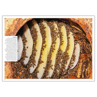 Faszination Imkern - bienen&natur Sonderheft