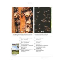 Schwärme - bienen&natur Sonderheft